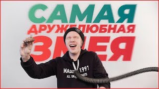 Самая дружелюбная змея!  Королевские питоны. Полтергейст в студии