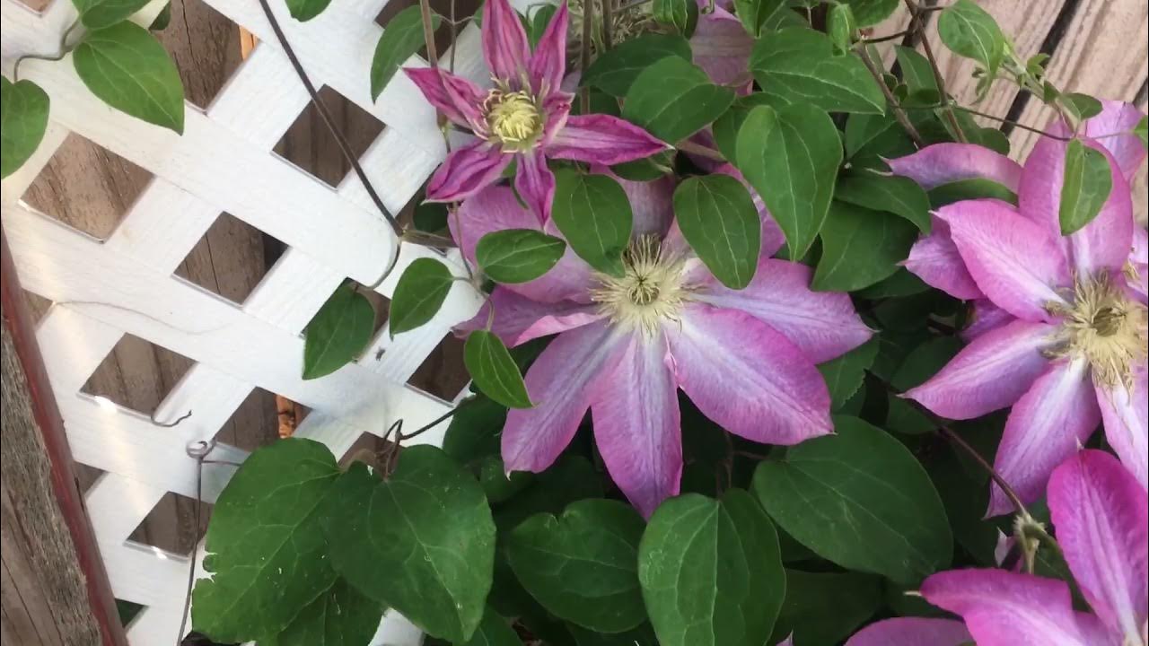 Keep plants blooming, deadheading clematis. YouTube