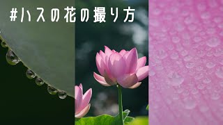 マクロレンズを使って撮る Nikond850と105mmマクロでハスの花を撮影してみた 蓮の花の撮影方法 三脚が苦手な理由 撮り方アイディア Youtube