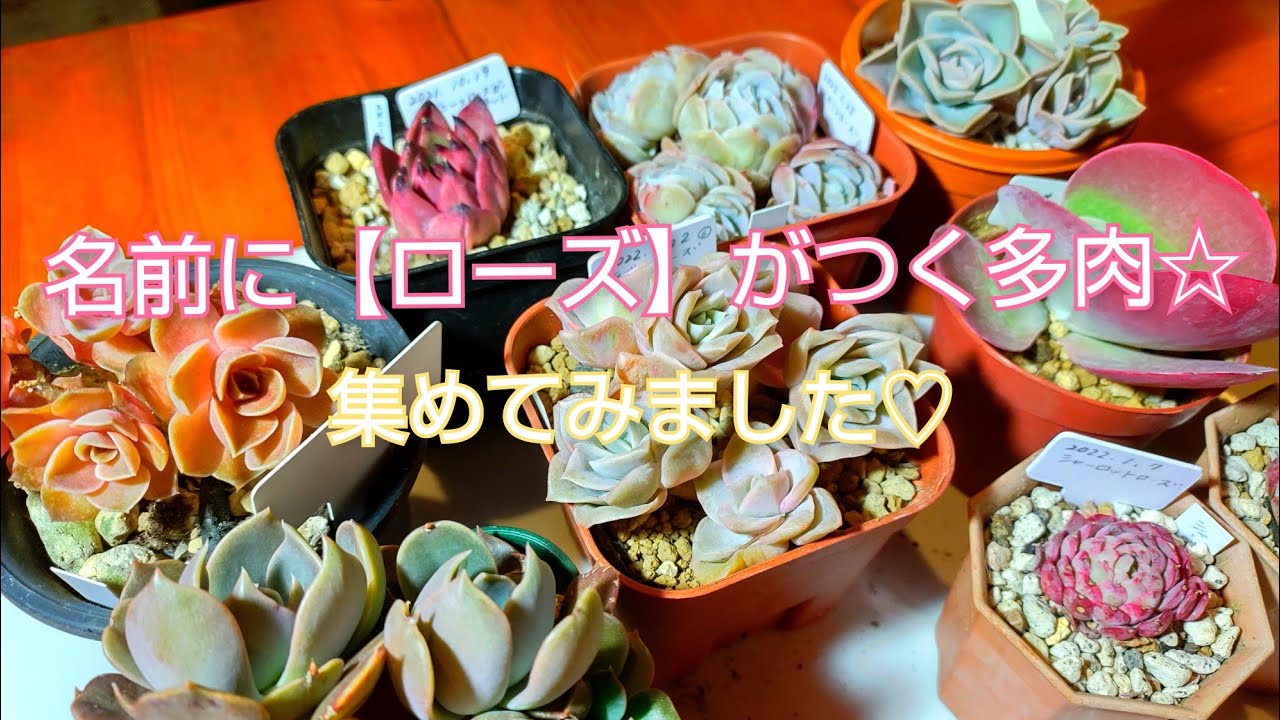 お纏め専用　多肉植物　❁︎春薔薇錦　新根あり 多肉植物】名前にローズがつく多肉ちゃん集めてみました♡どんな薔薇が
