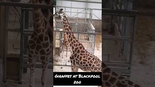 Giraffes at Blackpool Zoo