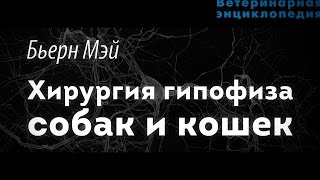 Хирургия гипофиза собак и кошек Хирургия гипофиза собак и кошек