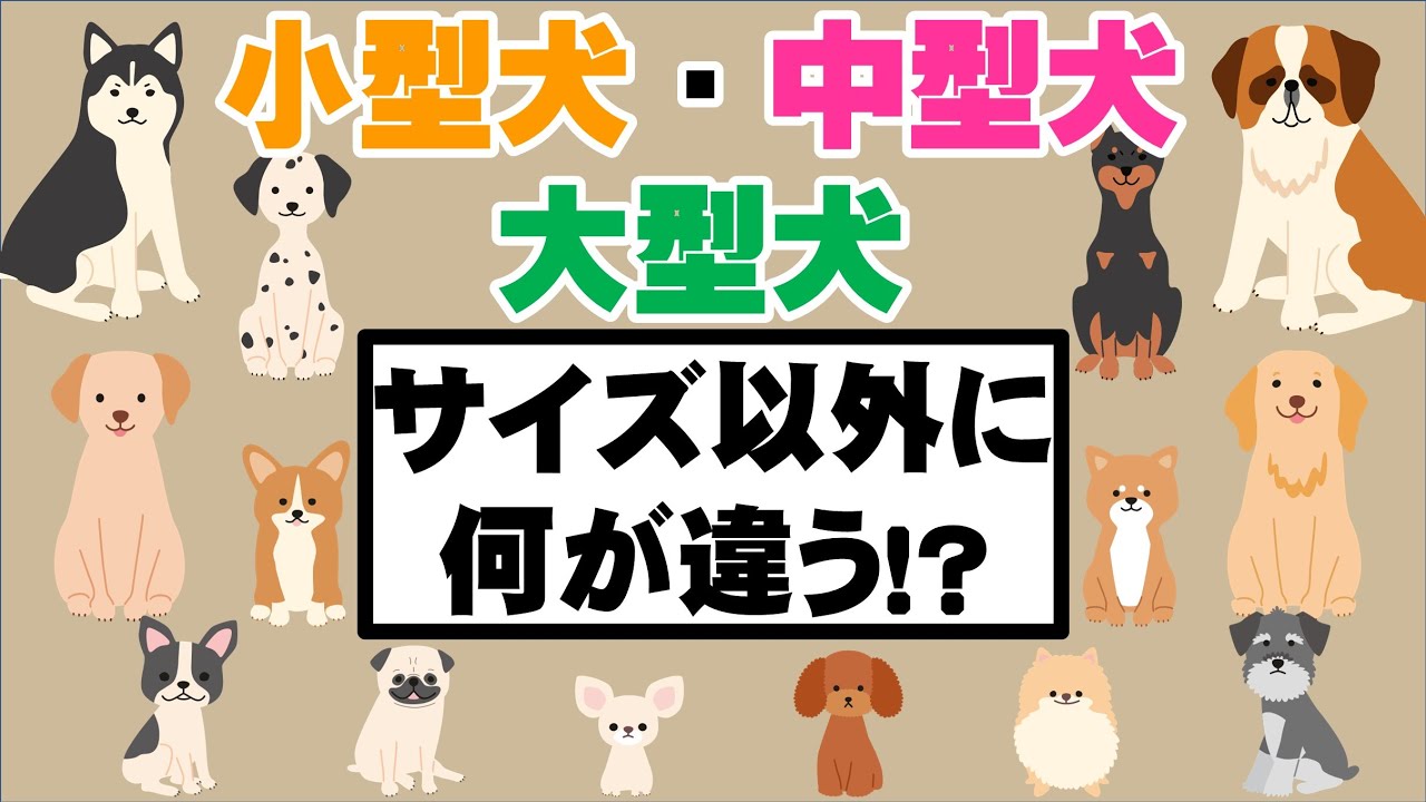 サイズだけではありません 知ってる 大型犬と小型犬の違い Youtube