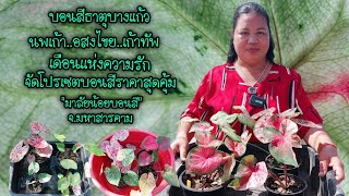 บอนสีธาตุบางแก้ว..นพเก้า..อสงไขย..เก้าทัพ จัดโปรเซตบอนสีราคาสุดคุ้ม 