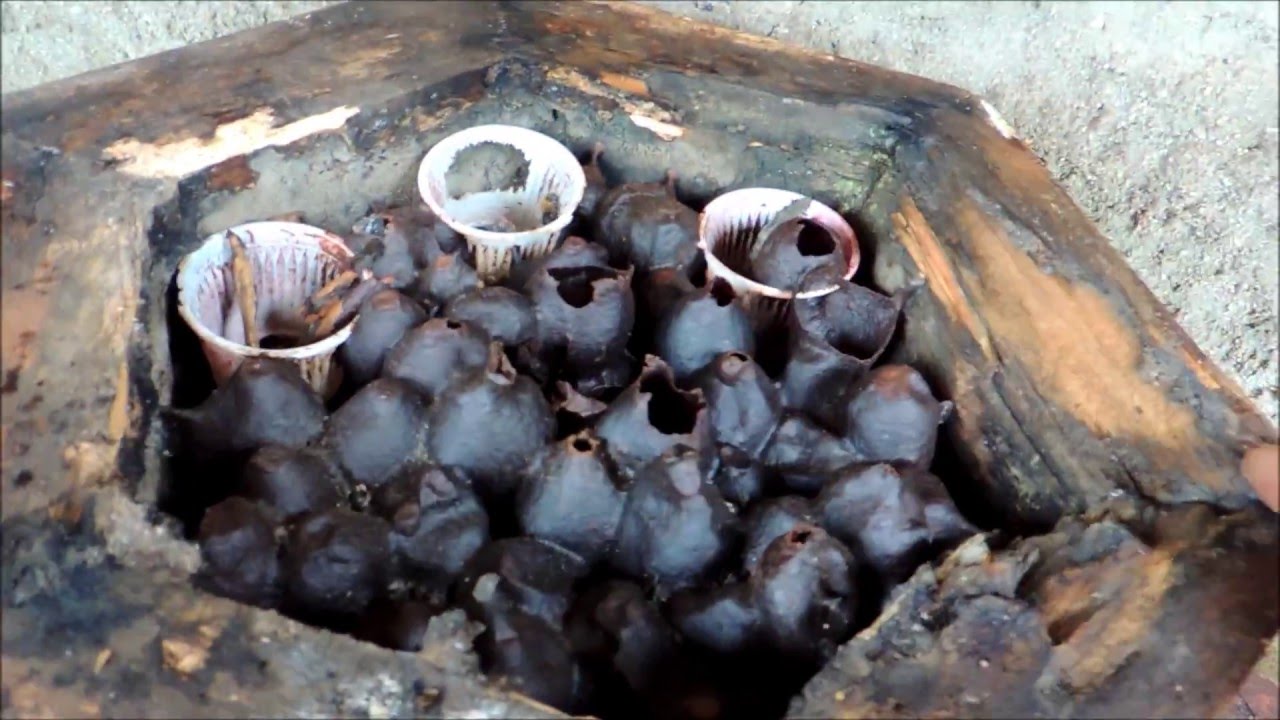 Revisão de Abelhas Uruçu Nordestinas,  Melipona Scutellaris