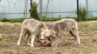 Арктическая волчица Морошка и Якутская волчица Оймякона. Волчата едят ОСЕТРА 🐺