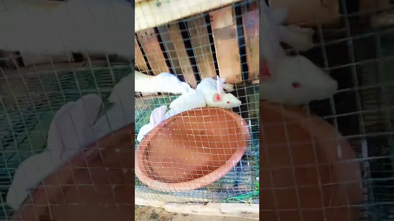 26000 ka wapasi joda kharidne ki band hai Jimmy rabbit farm company Karachi mein bhi branch hai