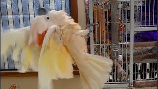 Download Lagu Whoa! Who’s the Craziest Boy in the land? Oh yeah, it’s Barney!! 😂🕺 MP3