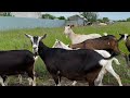 Стабильно удойные козы от Павла Немоляева (видит для Авито)