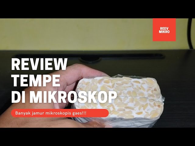 Review Tempe di Mikroskop??? Banyak Jamur Mikroskopisnya gaes?!!! class=