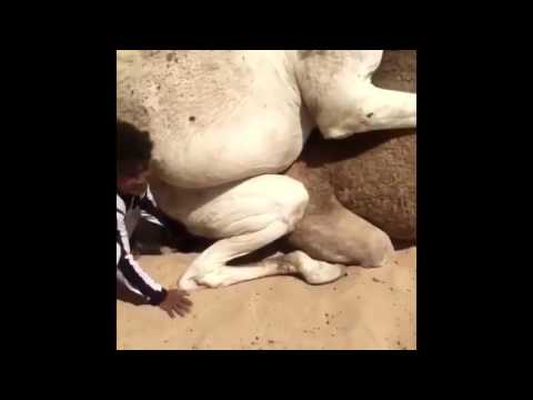 Camel Mating - Unta Kawin