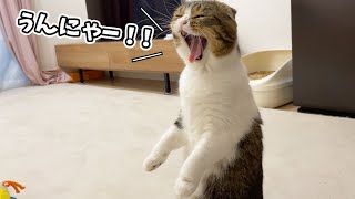 一緒に遊びたくてお昼寝せずに話しかけてくるかまちょな猫w