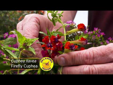 Video: Cuphea-plante med flaggermus - tips for dyrking av en Cuphea-blomst med flaggermus