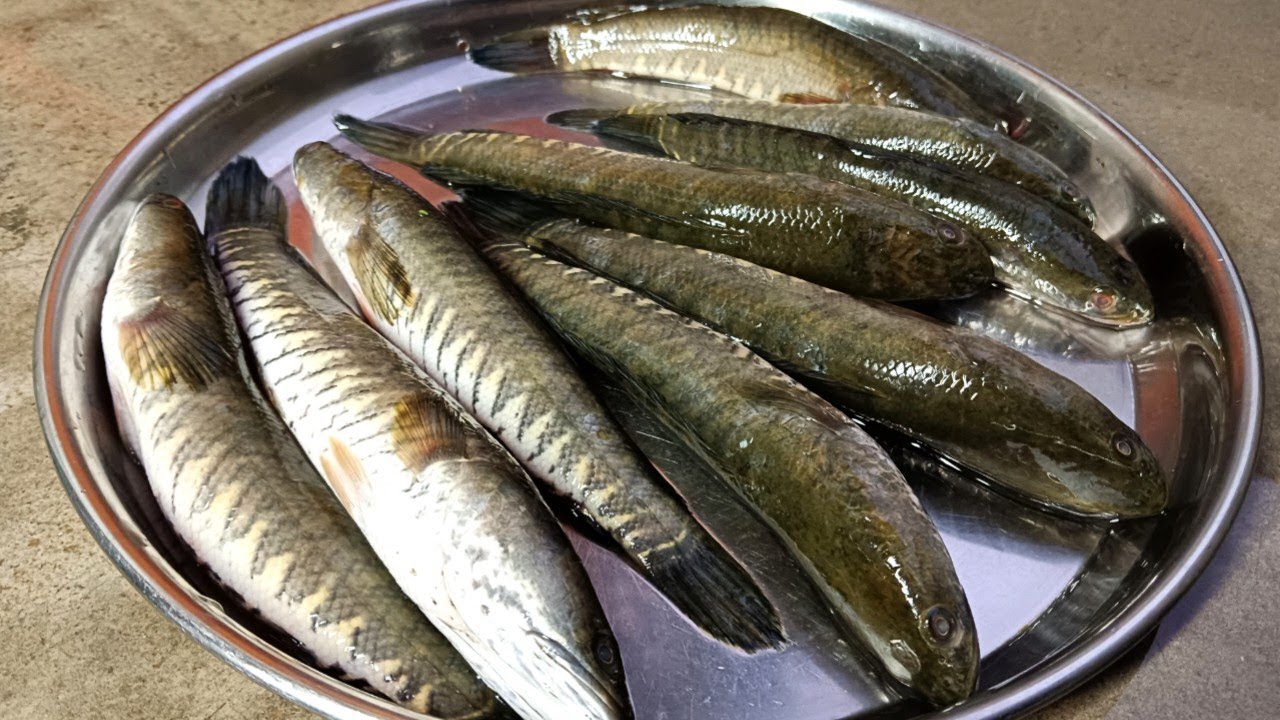 छत्तीसगढ़ ट्रेडिशनल स्टाइल दही वाली मछली की रेसिपी //Chhattisgarh Village Style Machhali Ki Recipe 🔥