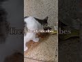 ராஜ பரம்பரை #comedy #funny #reels #petlover