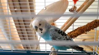 Budgie Love Progress Video - Dancing Budgie