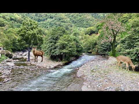 ущелье Мачахела Красивое и историческое|Machakhela valley,go|მაჭახელას ხეობა ულამაზესი და ისტორიული