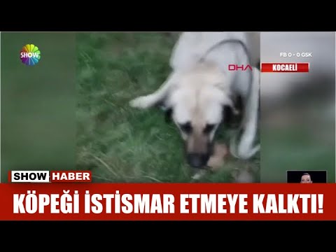 Köpeği istismar etmeye kalktı!