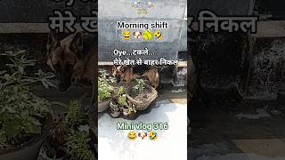 Mini vlog 316🐶🌴 this भेड़िया guards roof garden 🤣 1 year old female German Shepherd Bhaaloo Don wolf