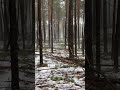 🌲🌲🌲🌲🌲🌲🌲🌲🌲🌲🌲🌲🌲🌲🌲🌲🌲🌲🌲🌲🌲🌲🌲🌲🌲🌲🌲🌲🌲🌲🌲🌲🌲🌲🌲🌲🌲🌲🌲🌲🌲🌲🌲🌲🌲🌲🌲🌲🌲