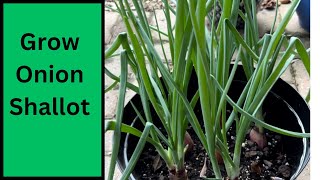 How to Grow Onions | Grow Shallots at Home | Grow your Onions and Shallots |