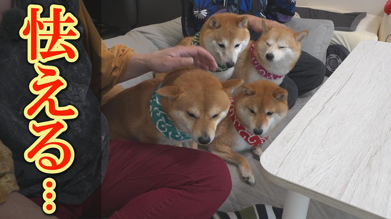 The Shiba Inu dogs were terrified by the typhoon-force winds that