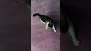 Кошка И Лазерный Лучик #Cat #Cats #Funnycats