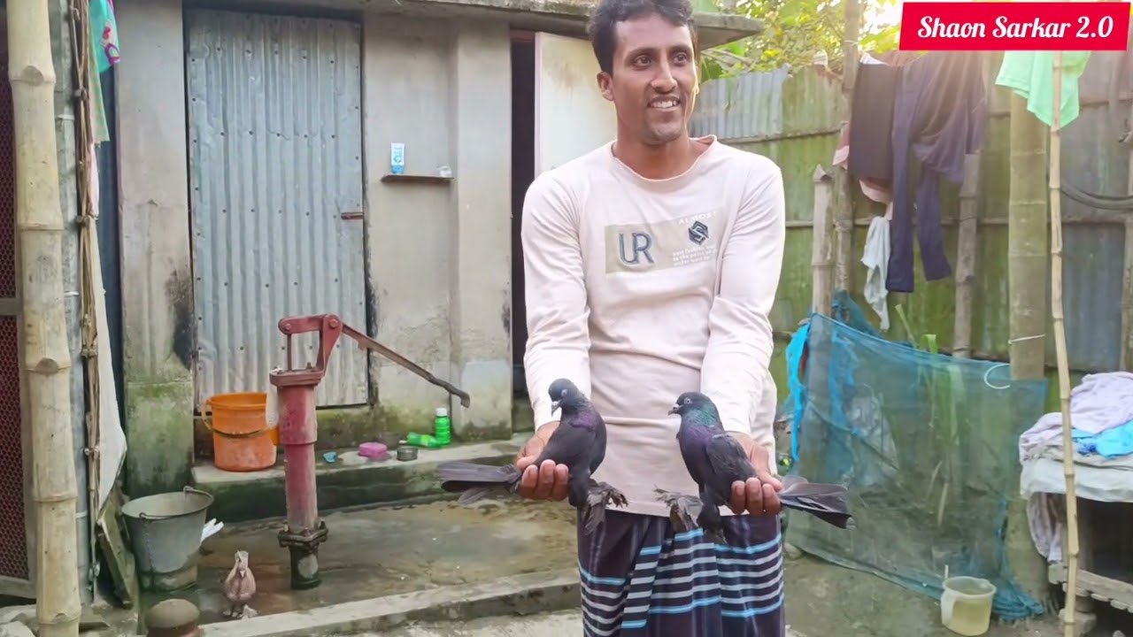 রনি ভাই এর শিক্ষিত কবুতর বাজি না করলে কবুতর পালা বাদ দিয়ে দিবে\\ পরে কি হল অবশ্যই পুরো ভিডিও দেখুন