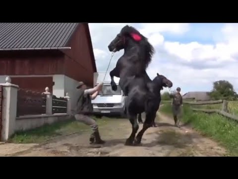 Video: Da li andaluzijski konji skaču?