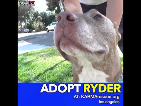 Video: Adoptable Dog of the Week - Levi