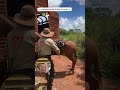 Horses Willingly Jump Into a Trailer #horse #training