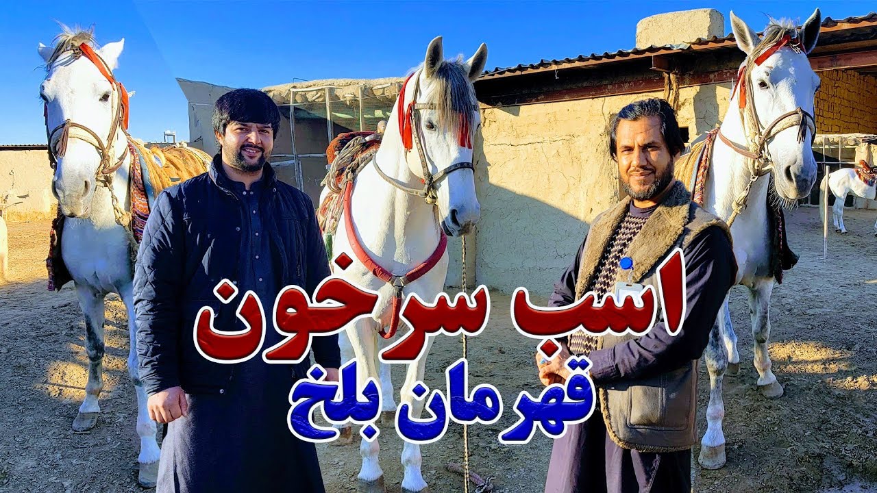 گزارش کاج از کمند اسب های مرحوم حاجی صاحب اسحاق بای|گفتگو با احمد علی پهلوان عضو تیم بزکشی بلخ