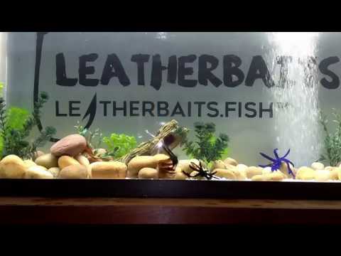 Leatherbaits Tank Demo 