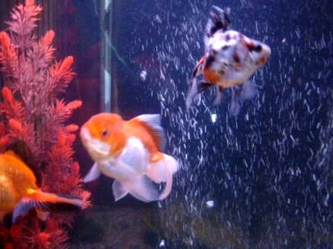My 55 Gallon Goldfish Aquarium, April 09