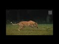 Jurassic World: Dominion [2022] - Cheetah Screen Time