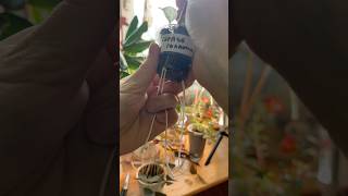 #лайфхак как перевести #фиалки на #фитиль без пересадки. #цветочнаяклептомания