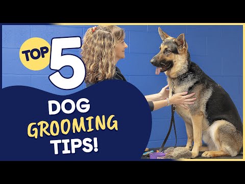 Video: 5 načinov, kako pomagati svojemu psu, da imajo dobre izkušnje pri groomerjih