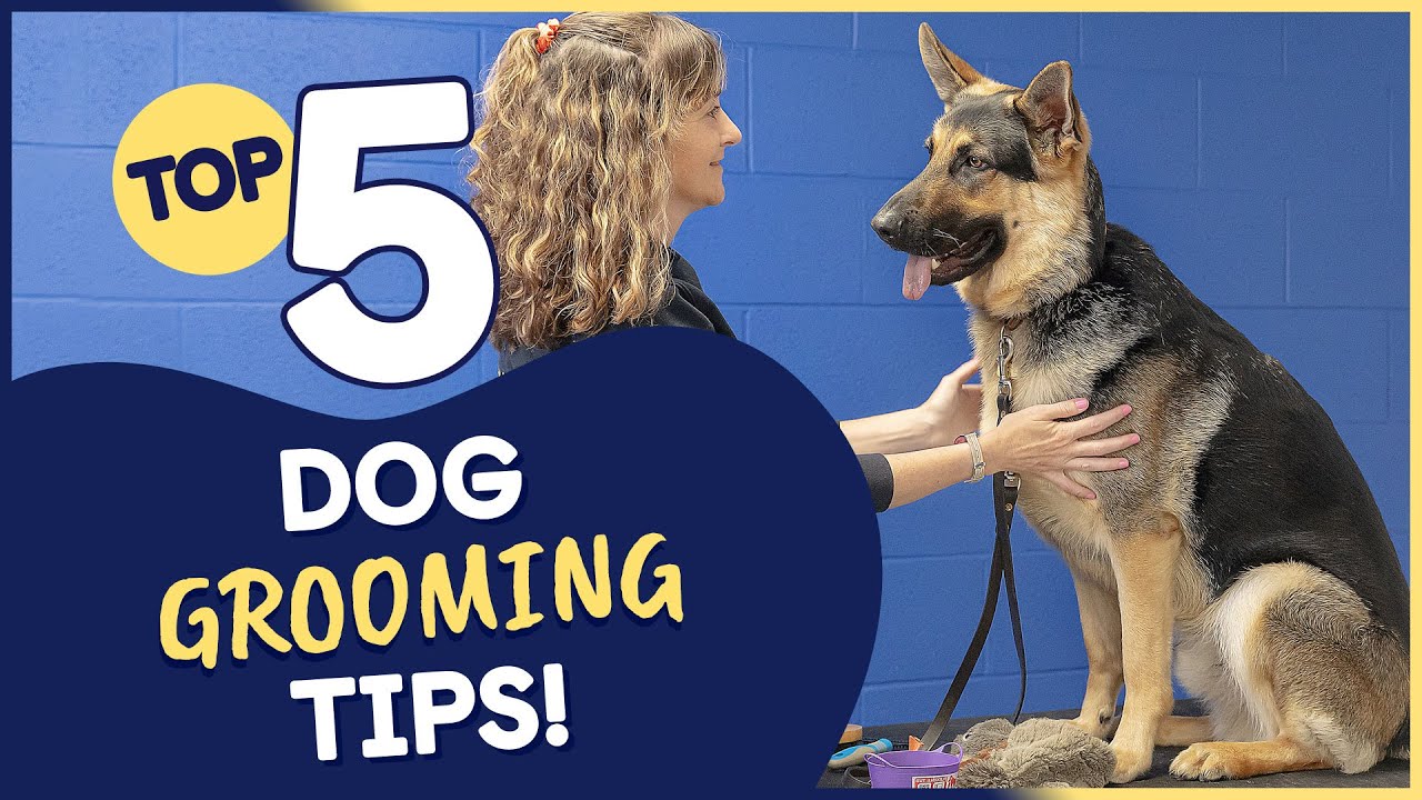 How To Groom A Dog: 5 Expert Tips For Grooming Your Dog At Home