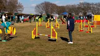 Cairn Terrier Agility 20161217 AG2