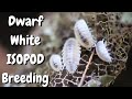 Dwarf White Isopods Breeding Made Simple