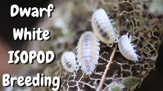 Dwarf White Isopods Culture, Breeding Made Simple