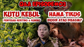 BAGAIMANA MEMBASMI KUTU KEBUL PENYEBAB KERITING & KUNING ❓❓❓ Q&A EPISODE 3