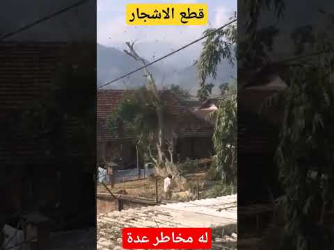 قطع الأشجار له مخاطر كثيرة ويجب الاحتياط لها