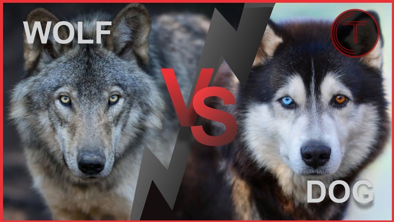 Can dogs fight wolves!? - YouTube