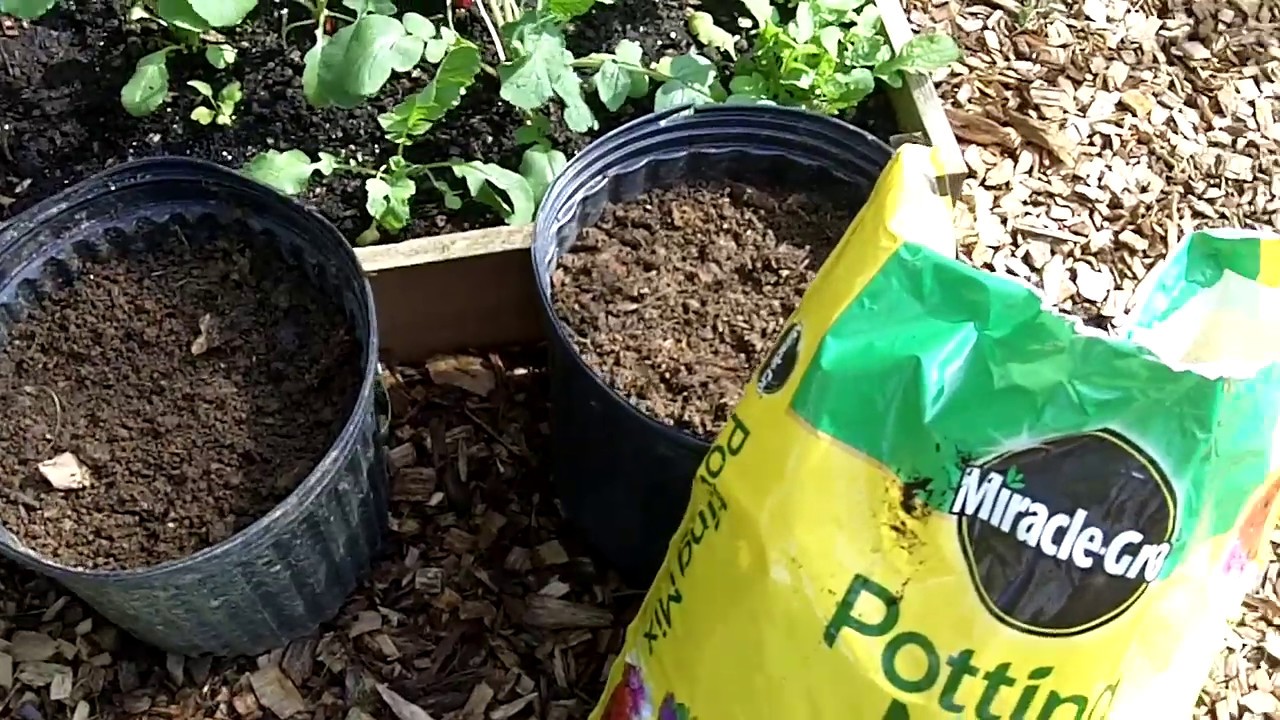 Tomatoes & Cucumbers for the VSV Garden It's Grow Time #9