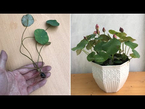 Видео: Как вырастить лотос из семян для начинающих быстро и легко