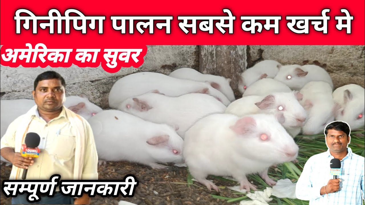गिनीपिग पालन सबसे कम खर्च मे अमेरिका का चूहा गिनी सुकर सम्पूर्ण जानकरी पालन से बेचने तक  #guineapig