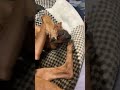 リラックス中にカメラで撮影されていることに気付いたミニチュアピンシャー #保護犬心を開く#shorts