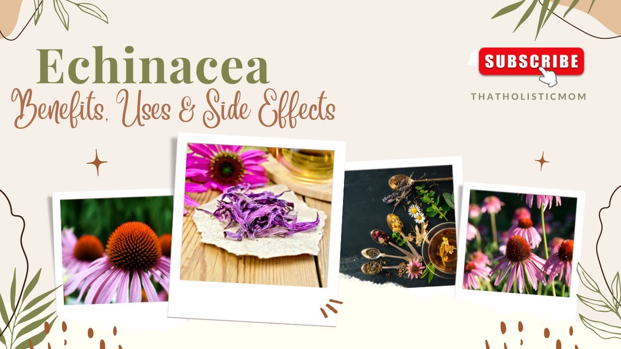 Echinacea Benefits, Side Effects & Uses