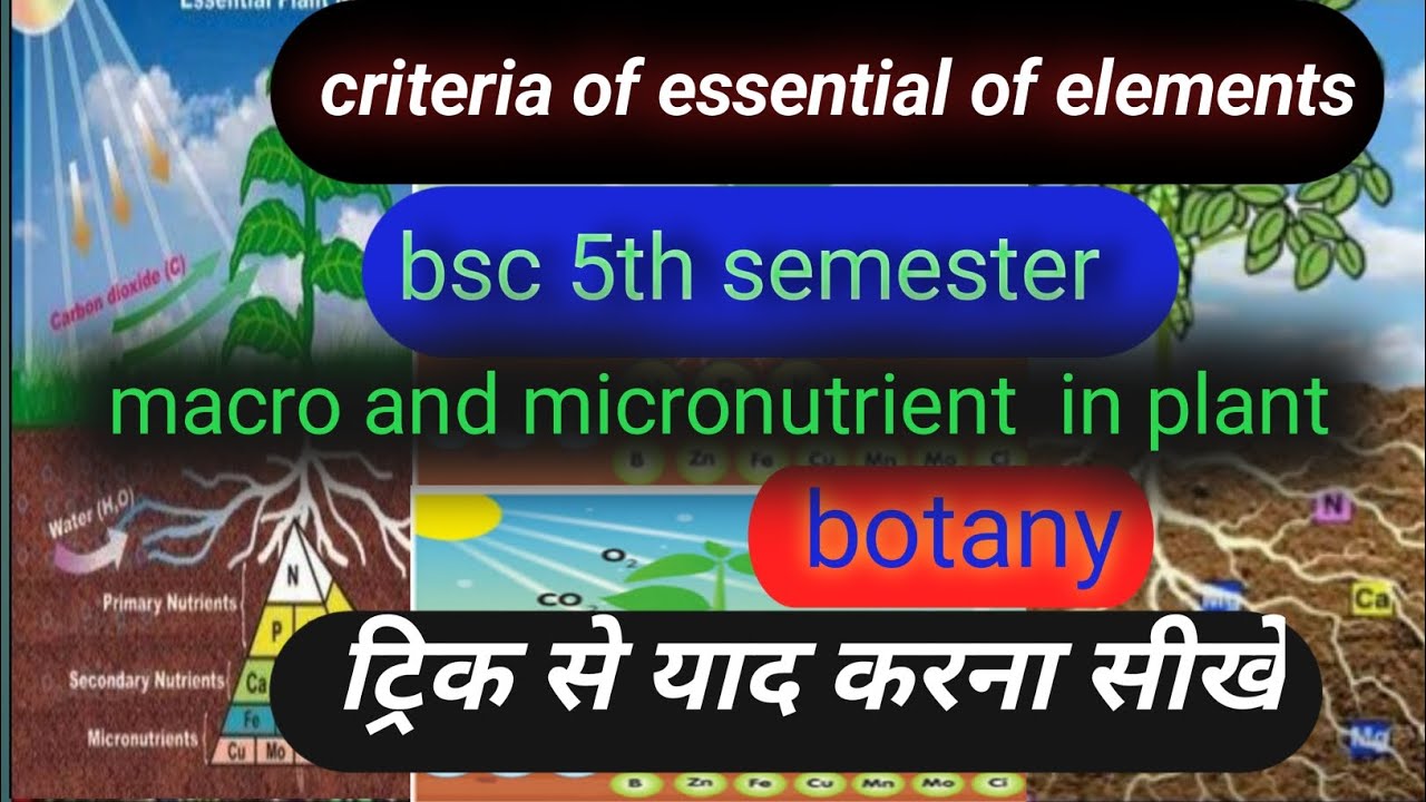criteria of essentiality of elements in plant BSc 5th semester / trick ...